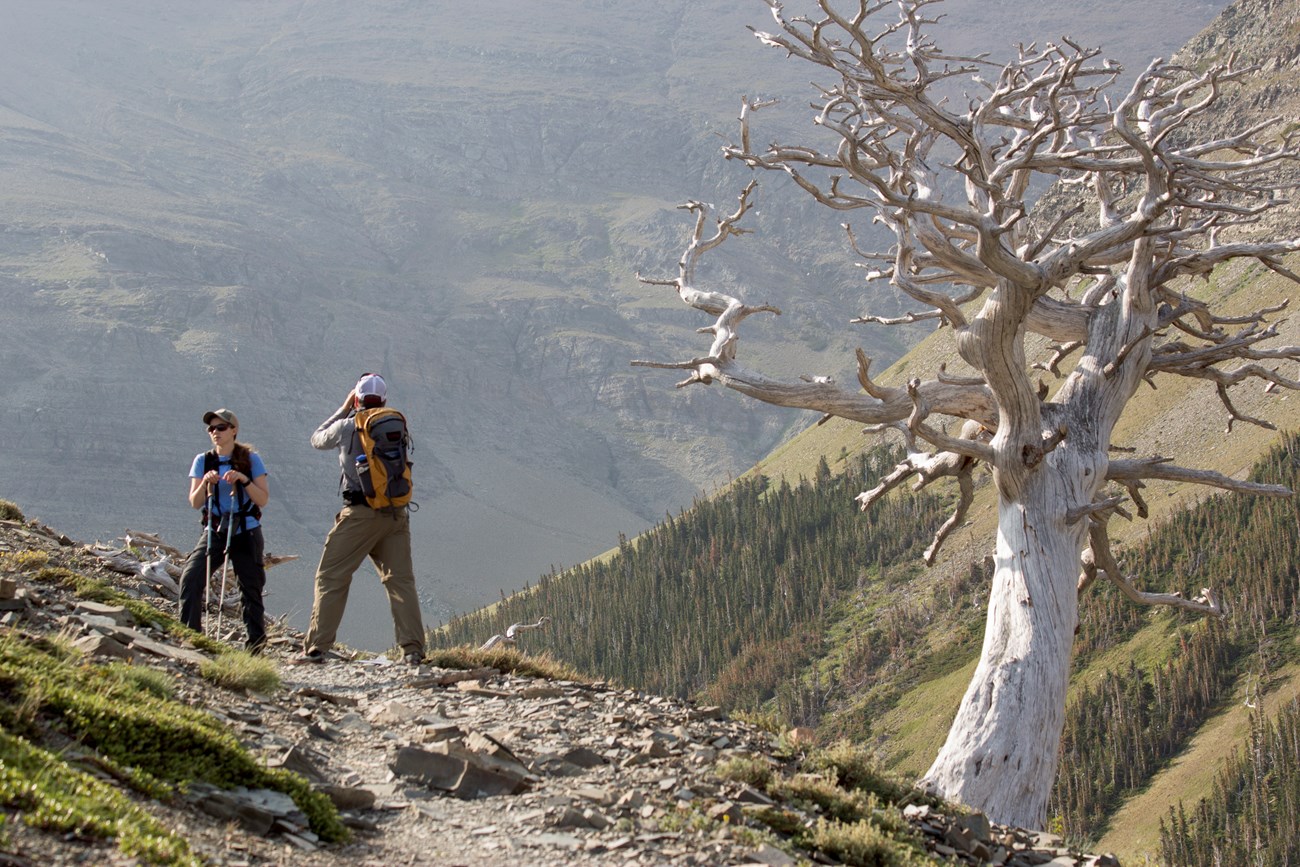 Two hikers stand next to a snarled, dead whitebark pine tree on an alpine trail.