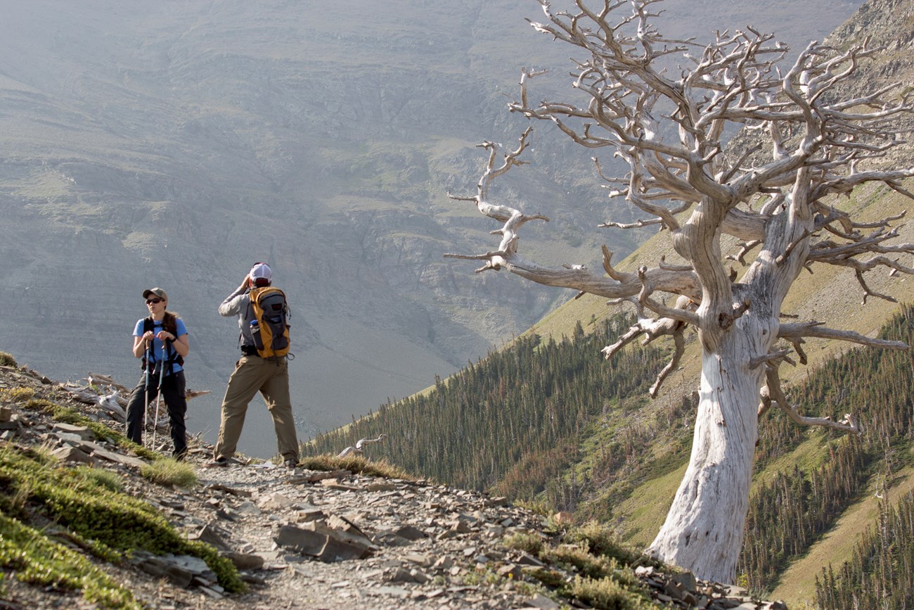 Birders scan mountainside. Two hikers stand next to a snarled, dead whitebark pine tree on an alpine trail.