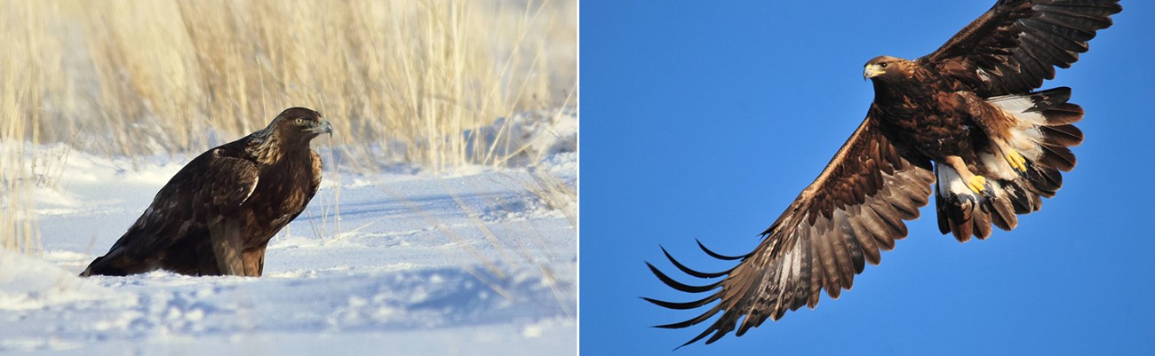 Left image: a large golden eagle site on the snowy ground, surrounded by dead grasses. Right image: a golden eagle soars overhead.