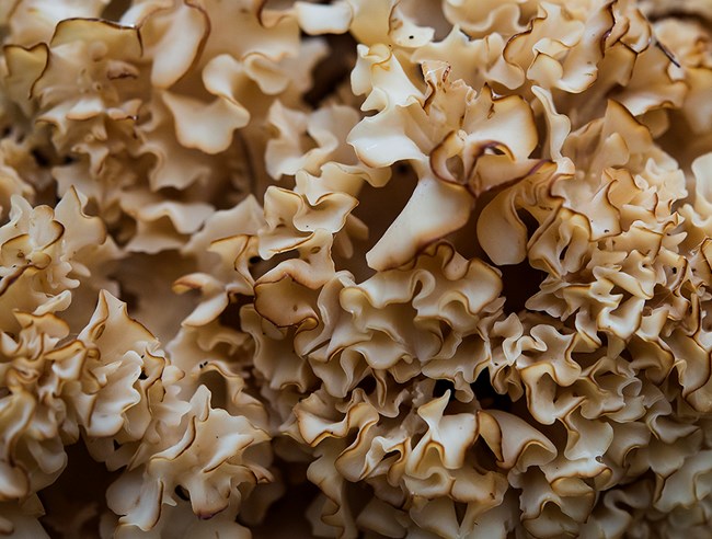 Close up photo of a wavy, light-brown fungus.