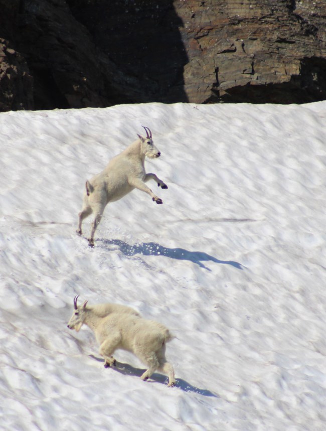 A mountain goat stands on its back legs, front legs kicking the air. A goat below walks by.