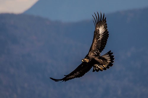A large, dark brown bird with golden head stretches its wings in flight.