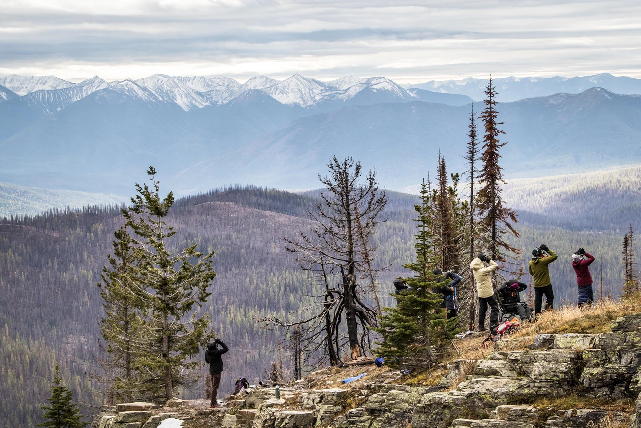 Volunteers search for golden eagles at the Mount Brown Hawk Watch site. Bundled volunteers stand on a ridge looking up at the sky through binoculars.