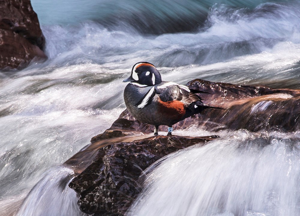 A male harlequin stands on a rock in the middle of a rushing stream.