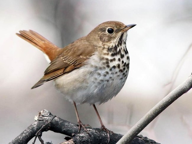 Hermit thrush Small, chunky-shaped bird with brown back and smudge spots on white breast.