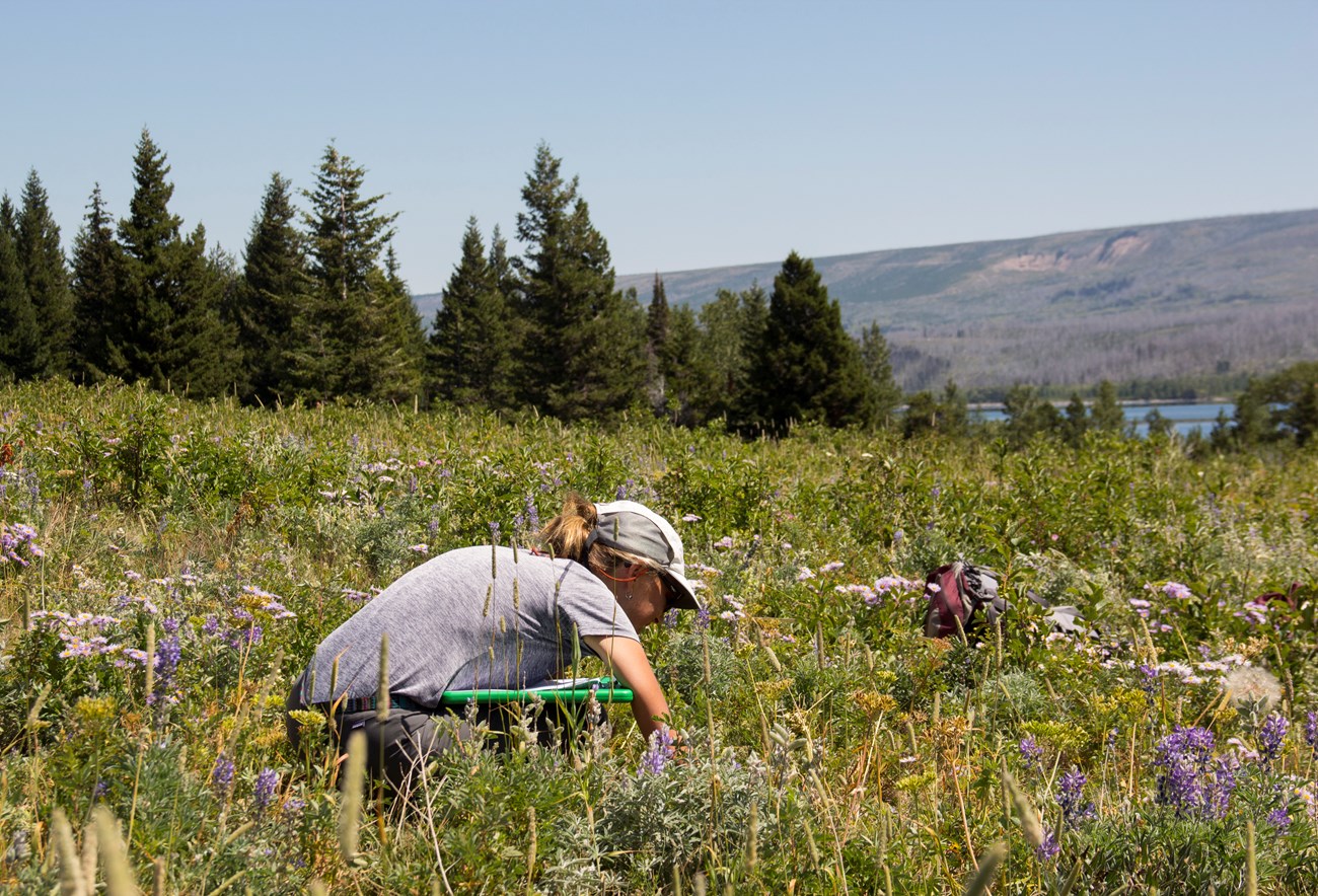 Researcher crouches close to the ground in a wildflower-filled meadow.