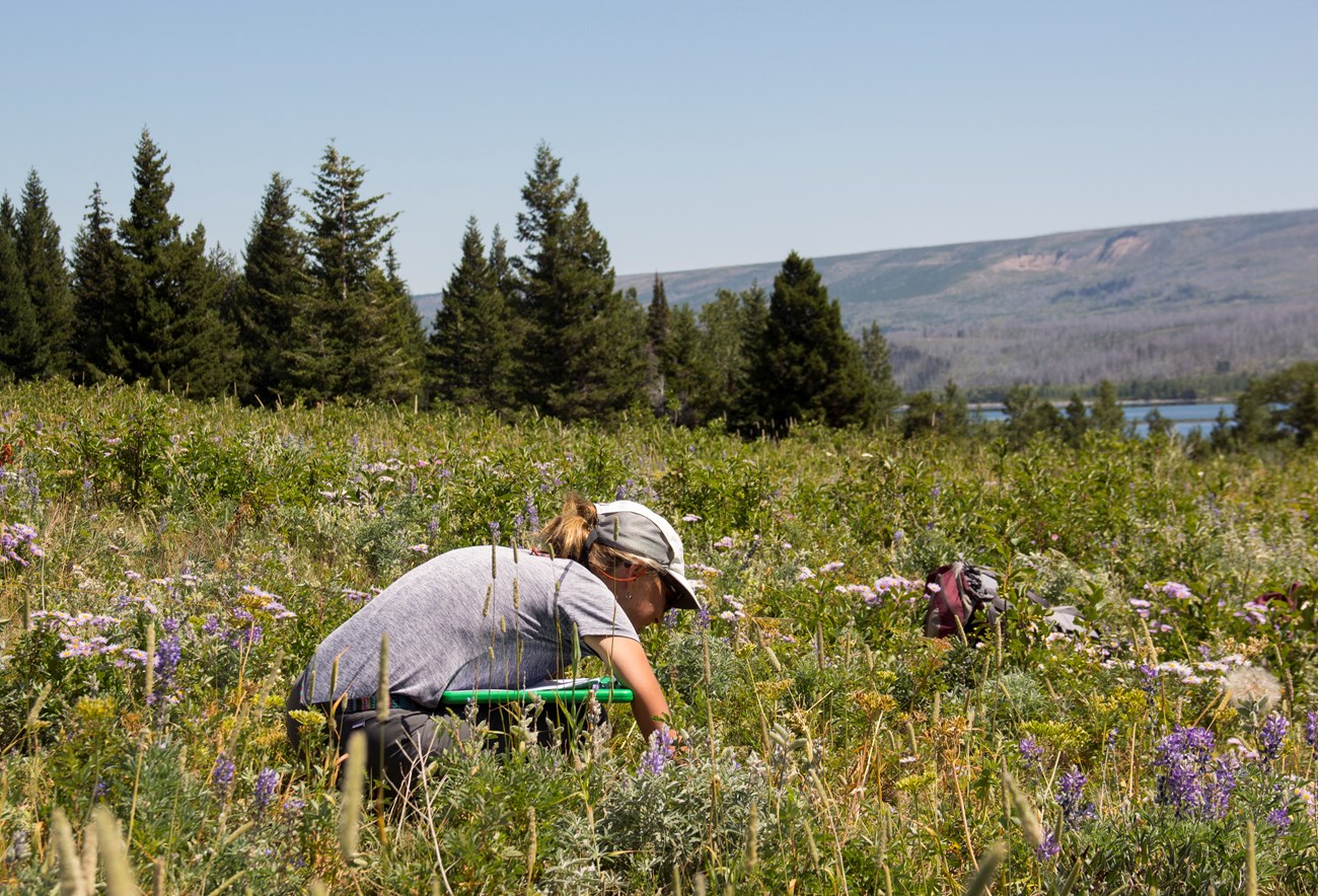 Botanist in Meadow Researcher crouches close to the ground in a wildflower-filled meadow.