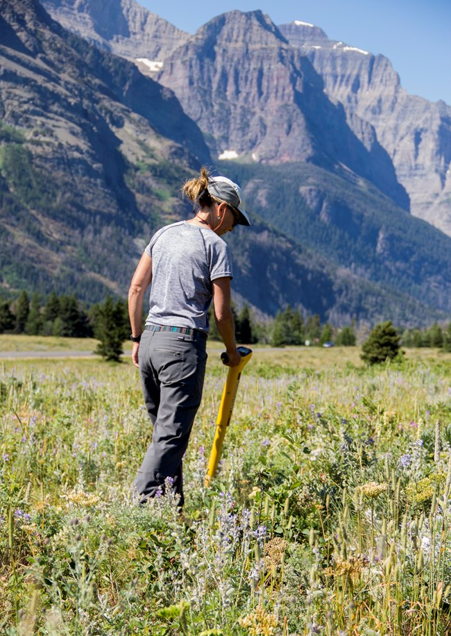 Woman walks through meadow holding a yellow, metal detector.
