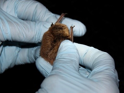 LittleFuzzyBat_cropped A researcher holds a little brown bat