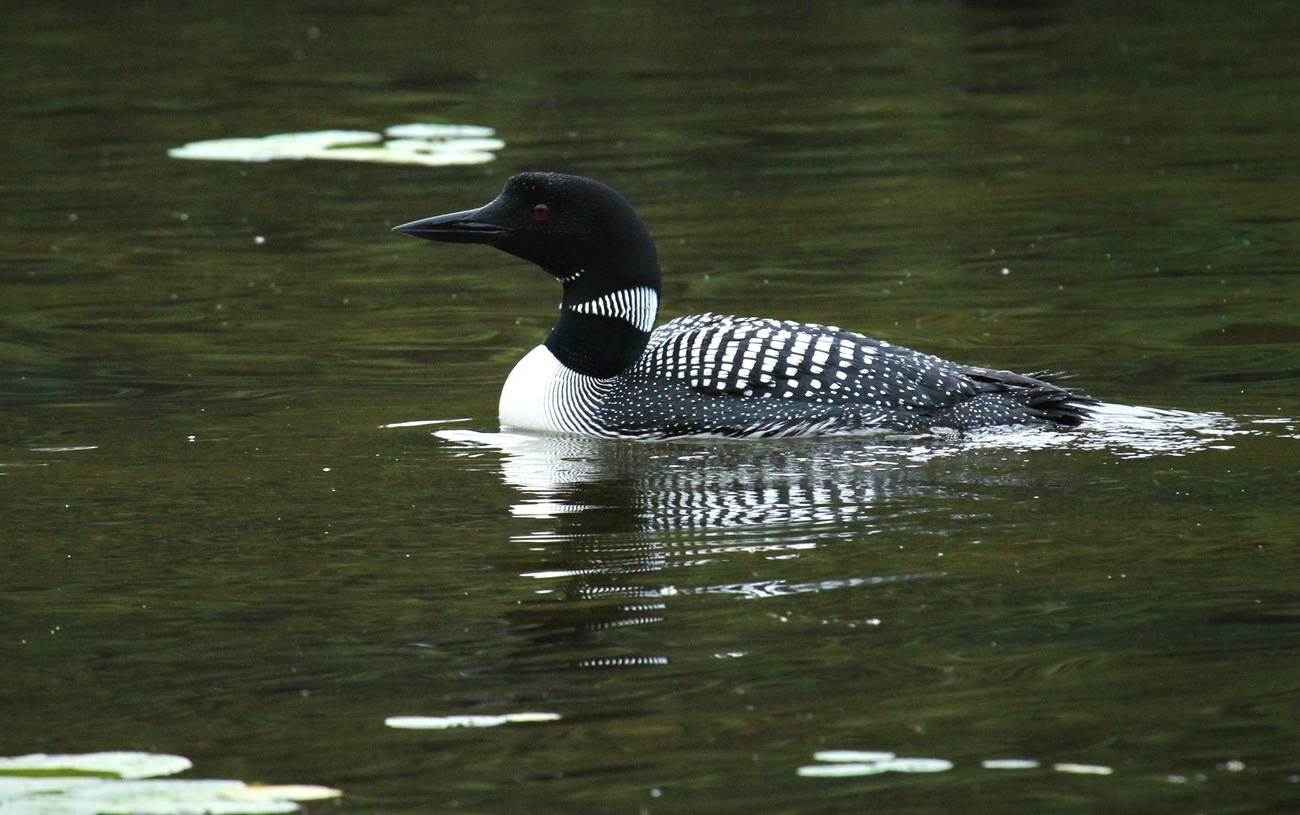 A common loon, and its reflection, glides along in dark-green water with green lily pads nearby.