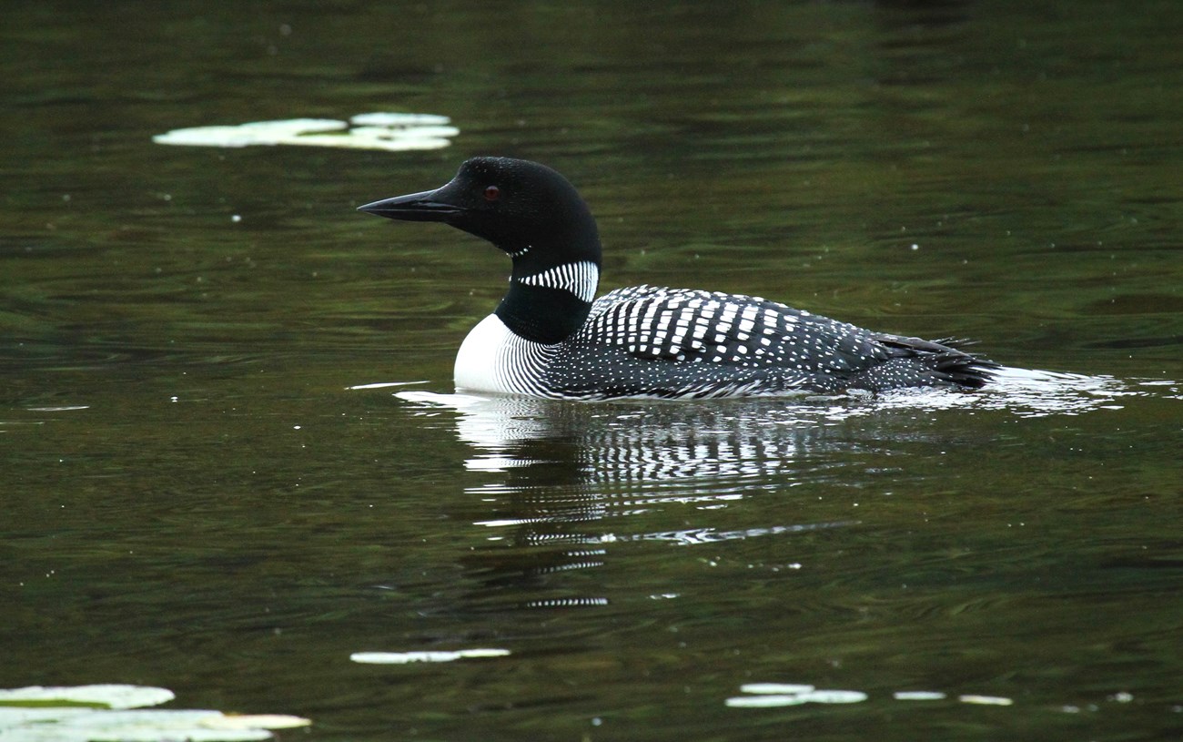 A common loon glides along dark-green water. A common loon, and its reflection, glides along in dark-green water with green lily pads nearby.