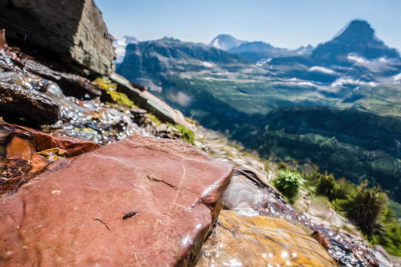 A tiny brown insect sits on a glistening red rock. Mountains in background.