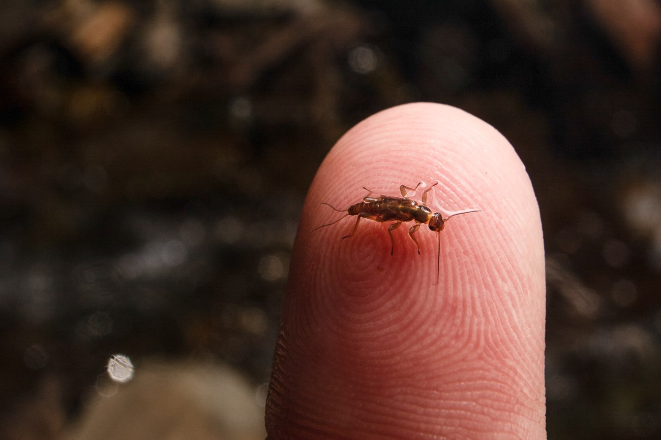 A small, brown insect sits on the tip of a finger.