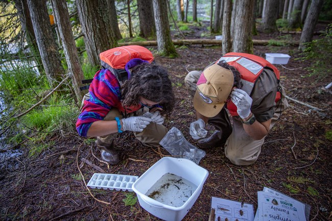 MCC crew members look for dragonfly larvae. Two MCC crew members peer at glass magnifying boxes while squatting next to a white plastic tub filled with aquatic insects.