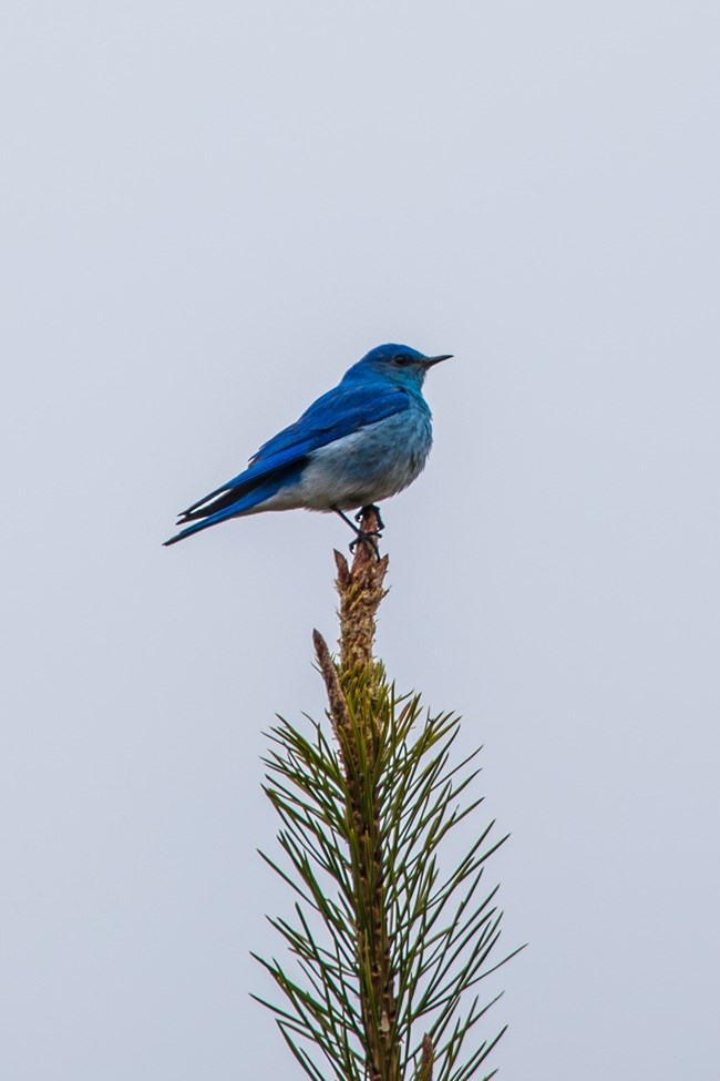 Close-up shot of small, blue bird perched in the top of a tree.
