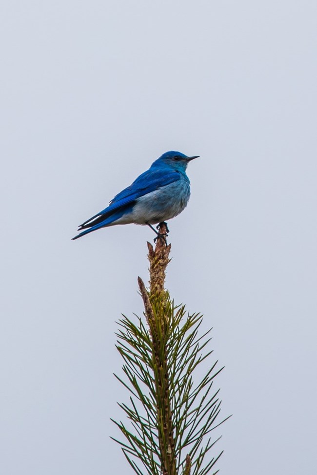 Mountain Bluebird Close-up shot of small, blue bird perched in the top of a tree.