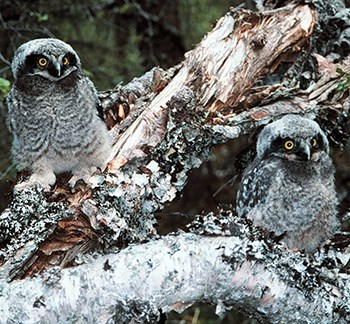 northern hawk owl chicks Pair of fluffy owl chicks camouflaged against the log where they perch
