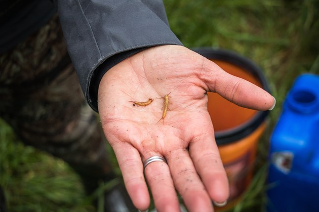 Stonefly on hand Two pale insects rest on a woman’s open palm.