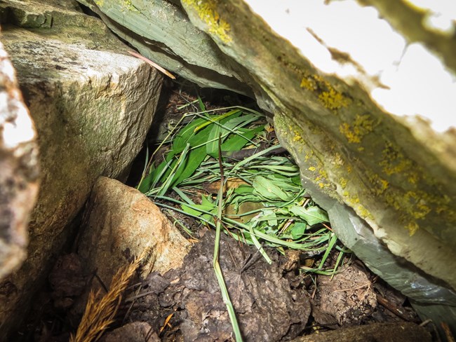 Pika haypile Green vegetation pile hidden under rocks.