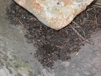 Pika Scat Midden full of small twigs and scat pellets