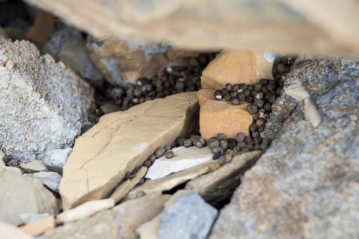 Small, black, peppercorn-looking pika poop lies in a rock crevice.