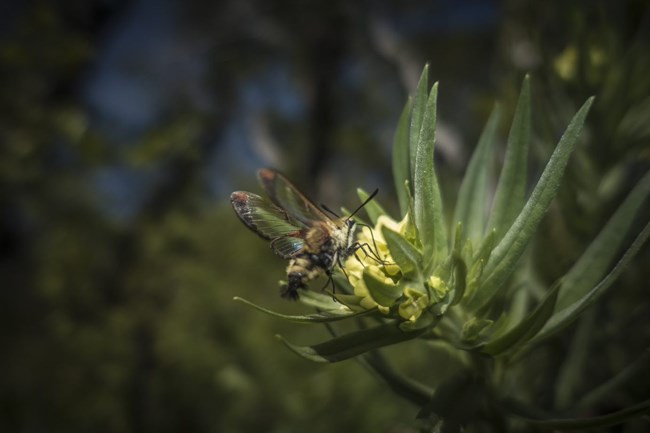 A moth with transparent wings bordered by reddish edges and a body with yellow and black abdominal strips, hovers over a flower with long green stems and dense clusters of pale yellow flowers.