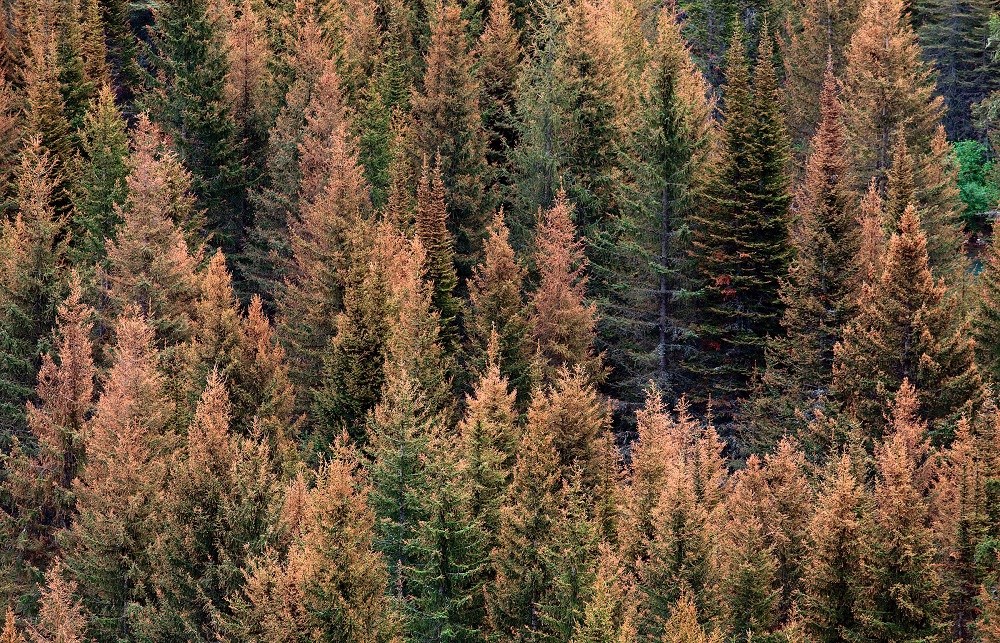 Red and dead trees Stand of firs trees with reddish-brown tops.