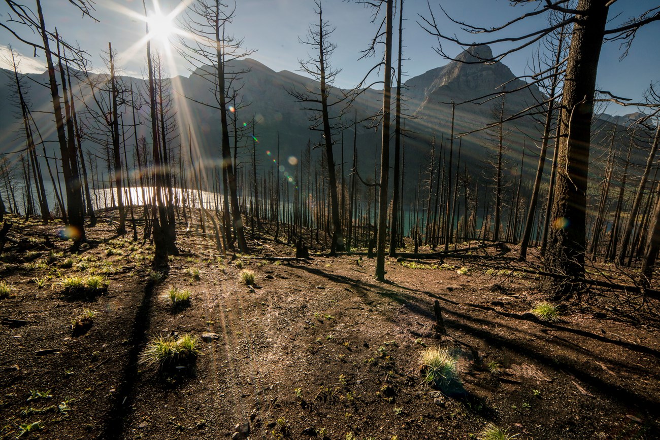 Light blue lake and mountains are seen through a patch of charred, standing trees.