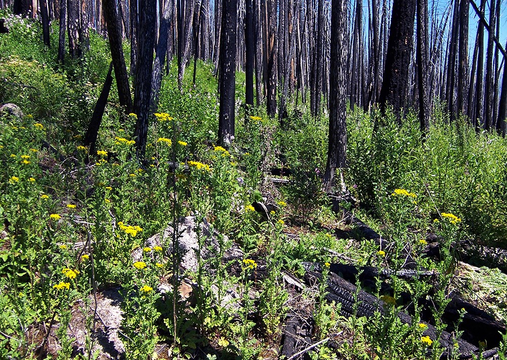 Yellow tansy ragwort flowers blanket the ground among recently burned trees
