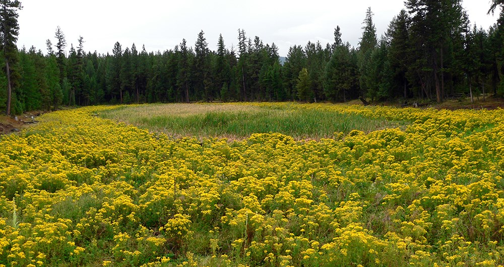 Tansy ragwort invasion Tansy ragwort flowers cover field