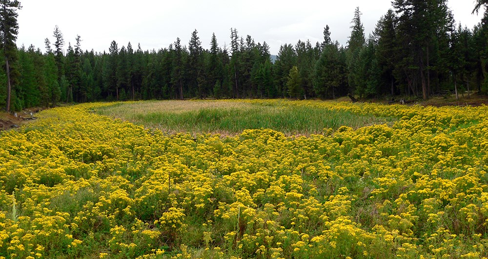 Tansy ragwort flowers cover field