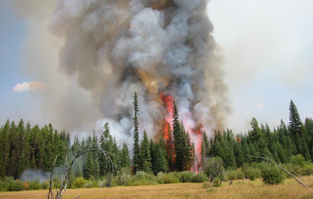 Column of fire and thick smoke rises out of conifer forest