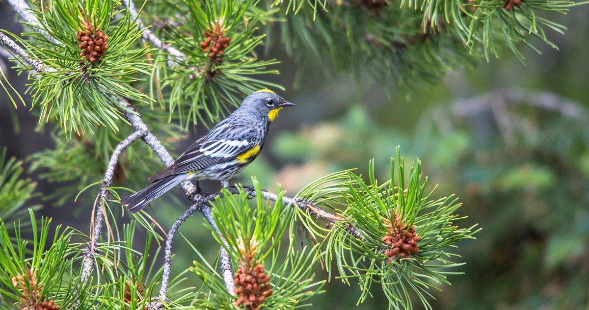 Yellow-rumped warbler A small, grey bird with yellow on its face, sides, and rump perches on a conifer branch.