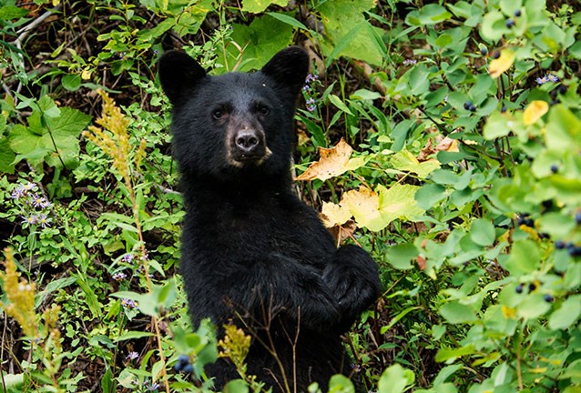 A black bear cub in a berry patch stands and looks at camera.