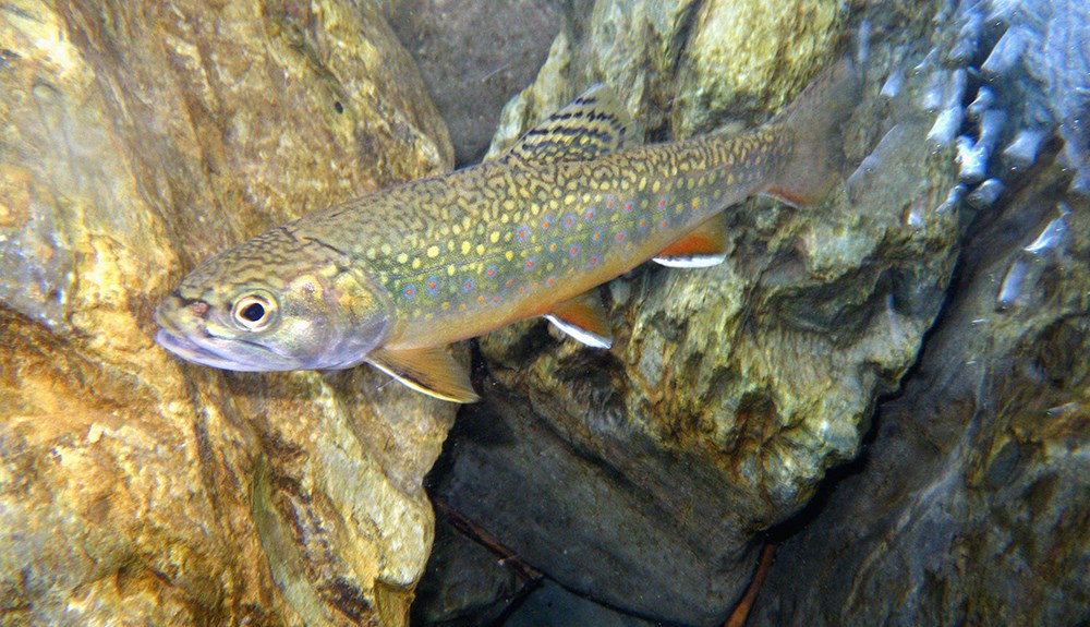 Underwater scene featuring a fish with bright spots and orange tinted underside