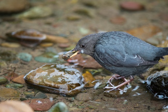 A small, blue-gray bird holds a caddisfly in its beak.