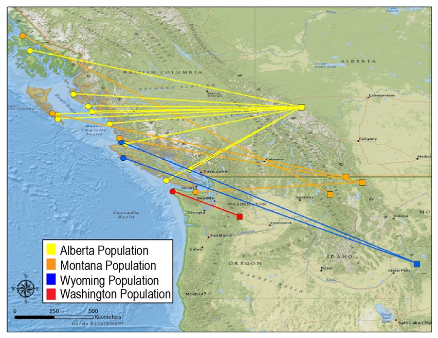 A map of southwestern Canada and northwestern United States shows different colored lines of migrating duck populations.