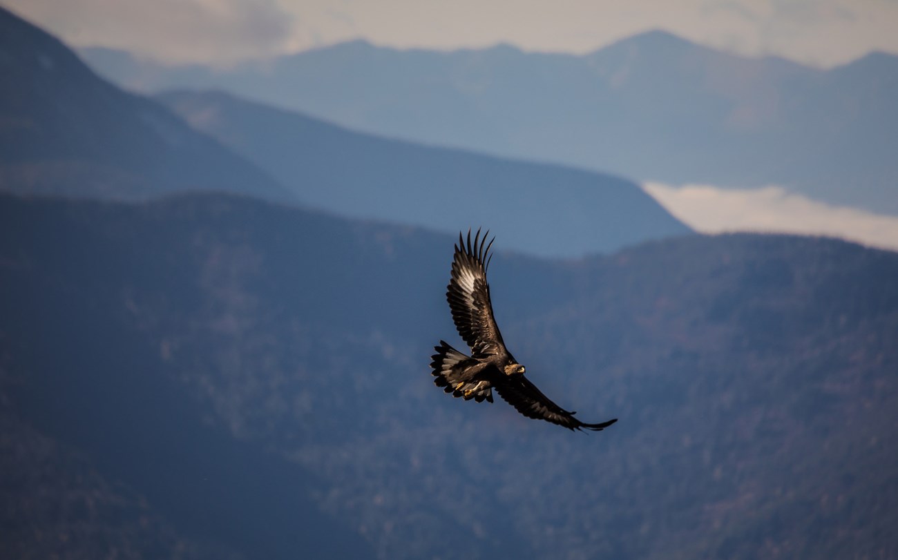 Sunlight bounces off the underside of a golden eagle in flight. Mountaintops fill the background.
