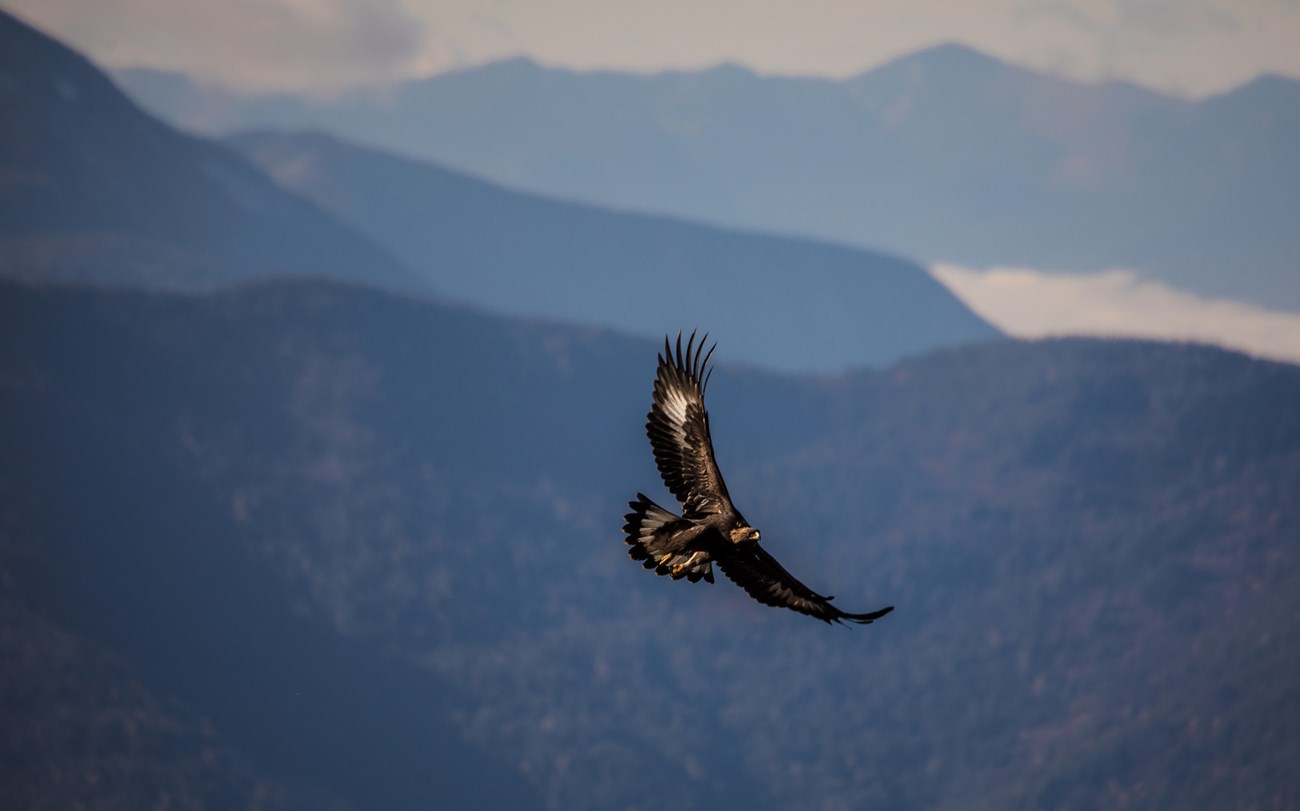 A golden eagle soars against a backdrop of mountaintops. Sunlight bounces off the underside of a golden eagle in flight. Mountaintops fill the background.