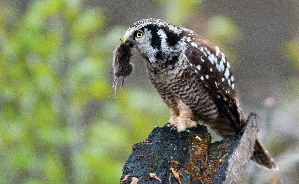 Northern Hawk Owl Resource Brief (U.S. National Park Service)