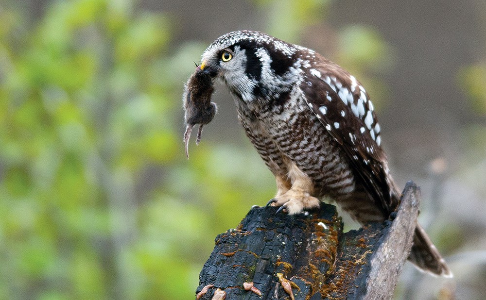 Northern hawk owl on snag with dead vole hanging from its beak