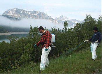 Herbicide treatment Two workers spray weeds near mountain lake