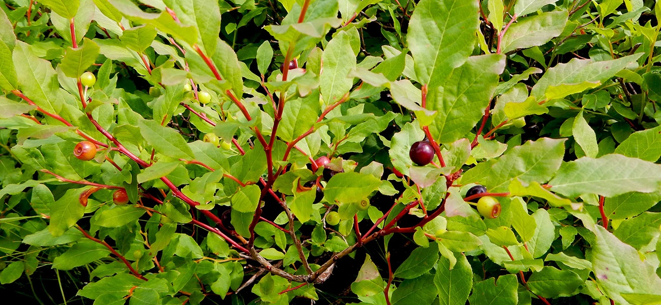Huckleberries ripening on plant. Huckleberry foliage and ripening berries.