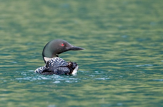 Loon looks to the right as it swims in blue-green water.