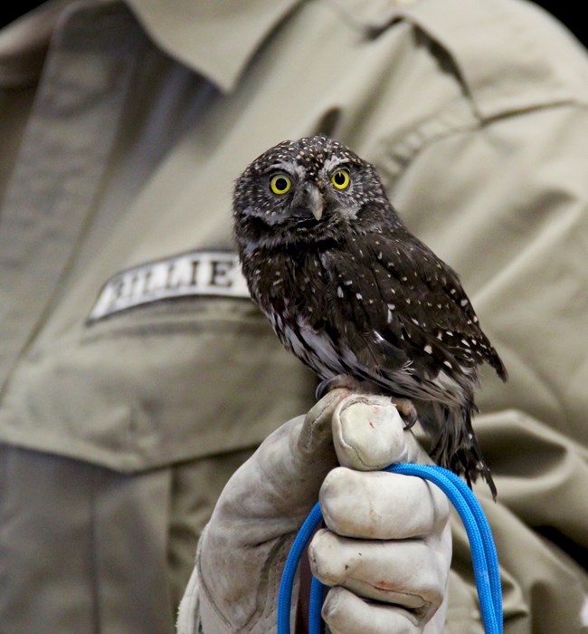 A small, dark brown bird with white spots on back and bright yellow eyes is held by a gloved hand.