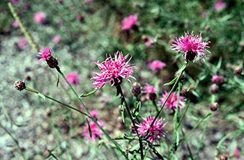 Knapweed infestation Tall plant with wild pink flowers grows in abundance