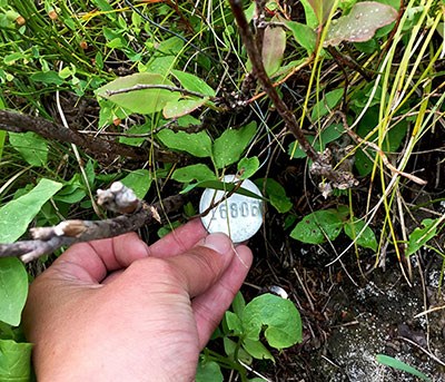 Tagged huckleberry plant. Hand holding a metal plant ID tag, revealing its number.