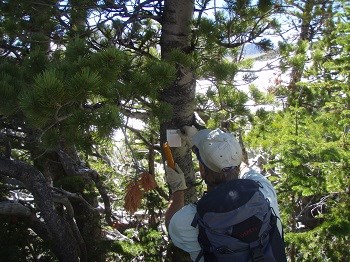 Employee tacks a small square packet to trunk of pine tree