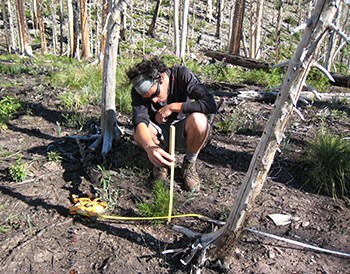 Crouched researcher uses stick to measure whitebark pine seedling in forest