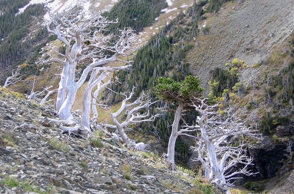 Gnarled, silvery trees cling to subalpine mountainside
